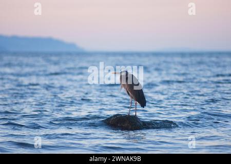 Great Blue Heron, Ardea herodias, Angeln im Puget Sound Salish Meer am Discovery Park, Seattle, Washington State, USA Stockfoto