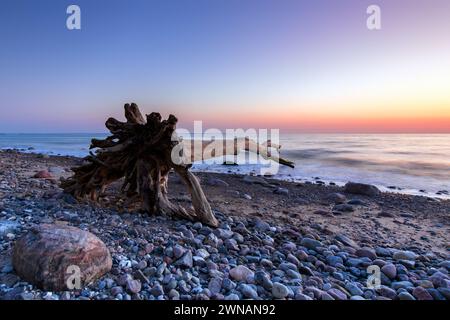 Toter Baum am Brodtener Ufer / Brodten Steilufer, Klippe in der Lübecker Bucht an der Ostsee bei Sonnenaufgang, Schleswig-Holstein, Deutschland Stockfoto