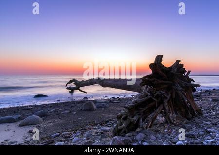 Toter Baum am Brodtener Ufer / Brodten Steilufer, Klippe in der Lübecker Bucht an der Ostsee bei Sonnenaufgang, Schleswig-Holstein, Deutschland Stockfoto