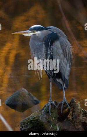 Great Blue Heron, Ardea herodias, Angeln im Discovery Park, Seattle, Washington State, USA Stockfoto