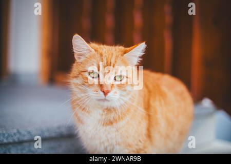 Rot gestromt tom Katze Stockfoto