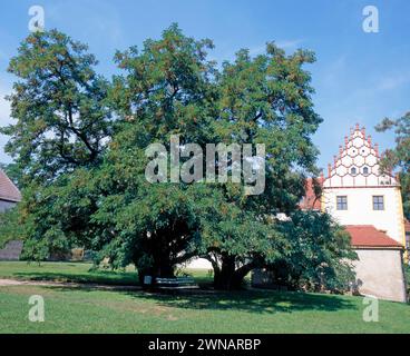 Wie eine verzauberte Baumgestalt aus einem Maerchen wirkt die urige 300jaehrige Robinie auf dem alten Schlosshof der Ritter von Pflugk hoch ueber dem Elbtal in Strehla. Ihr knorriger, teils hohler Stamm ist schraeg gewachsen, die Rinde schlangenfoermig gewunden. Robinie 300 Jahre *** der malerische 300 Jahre alte robinienbaum im alten Schlosshof der Ritter von Pflugk hoch über dem Elbtal in Strehla sieht aus wie ein verzauberter Baum aus einem Märchen sein knorriger, teils hohler Stamm ist schräg gewachsen, die Rinde verdreht wie ein Schlangenschwanz Robinia 300 Jahre alt Stockfoto