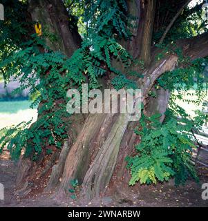 Wie eine verzauberte Baumgestalt aus einem Maerchen wirkt die urige 300jaehrige Robinie auf dem alten Schlosshof der Ritter von Pflugk hoch ueber dem Elbtal in Strehla. Ihr knorriger, teils hohler Stamm ist schraeg gewachsen, die Rinde schlangenfoermig gewunden. Robinie 300 Jahre *** der malerische 300 Jahre alte robinienbaum im alten Schlosshof der Ritter von Pflugk hoch über dem Elbtal in Strehla sieht aus wie ein verzauberter Baum aus einem Märchen sein knorriger, teils hohler Stamm ist schräg gewachsen, die Rinde verdreht wie ein Schlangenschwanz Robinia 300 Jahre alt Stockfoto