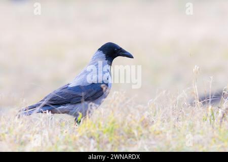 kapuzenkrähe auf Nahrungssuche (Corvus corone cornix) Stockfoto