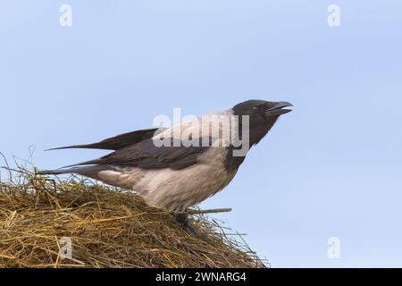 kapuzenkrähe auf einem Heuhaufen (Corvus corone cornix) Stockfoto