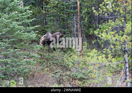 Weibliche Elche im Wald - Jasper NP, Kanada Stockfoto