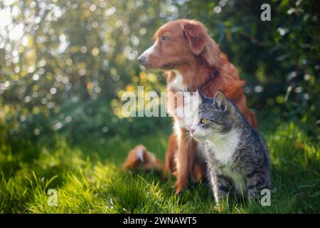 Katze und Hund sitzen zusammen im Gras an sonnigen Sommertagen. Freundschaft zwischen Tabby Hauskatze und Nova Scotia Duck Tolling Retriever. Stockfoto