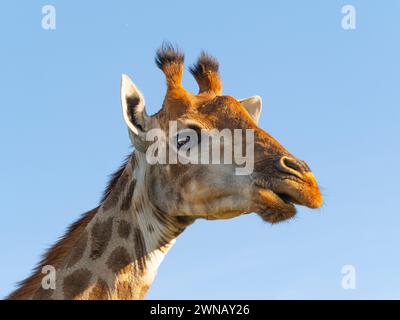 Giraffe Giraffa camelopardalis Cape Region Südafrika Stockfoto