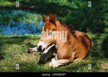 Braunes Jungpferd, das Fohlen ruht auf dem Gras am See Stockfoto