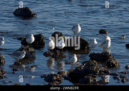 Halten Sie Sanderlings Calidris alba in einem einfachen Gefieder in der Gezeitenzone am Puget Sound Salish Sea Discovery Park Beach Washington Stockfoto