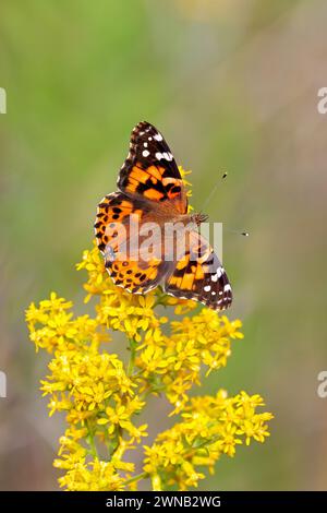 Eine bemalte Schmetterling bestäubt eine Goldenrod-Blume Stockfoto