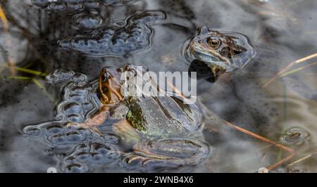 Der gemeine Frosch während der Brutsaison, Männchen und Weibchen laichend in einem Teich Stockfoto