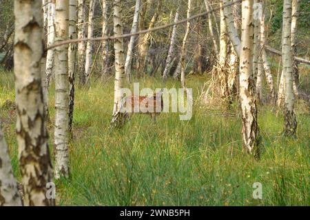 Ein Damhirsch „Dama dama“ unter den silbernen Birken „Betula pendula“ im Wald im Arne Naturschutzgebiet in Dorset. Stockfoto