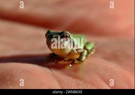 Der graue Treefrog (Hyla versicolor) ist ein einheimischer Frosch der Vereinigten staaten und Kanadas Stockfoto
