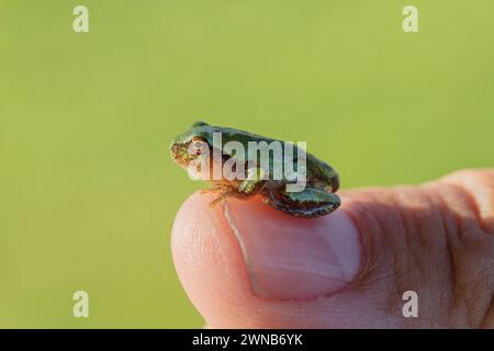 Der graue Treefrog (Hyla versicolor) ist ein einheimischer Frosch der Vereinigten staaten und Kanadas Stockfoto