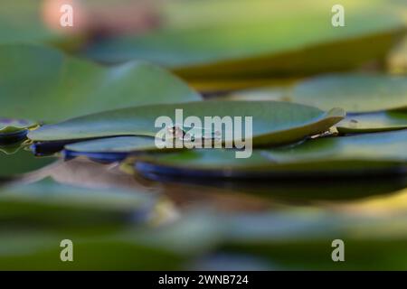 Der graue Treefrog (Hyla versicolor) ist ein einheimischer Frosch der Vereinigten staaten und Kanadas Stockfoto