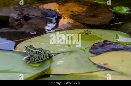 Der graue Treefrog (Hyla versicolor) ist ein einheimischer Frosch der Vereinigten staaten und Kanadas Stockfoto