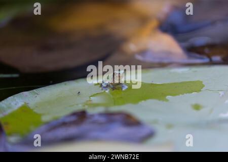 Der graue Treefrog (Hyla versicolor) ist ein einheimischer Frosch der Vereinigten staaten und Kanadas Stockfoto