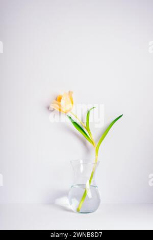 Gelbe Tulpe in Glasvase auf weißem Hintergrund. Stillleben. Stockfoto