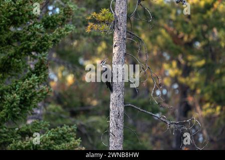 Pileated Woodspecht im Banff National Park. Wilde Vögel im Wildniswald Kanadas im Sommer. Stockfoto