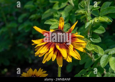 Helios Flamme Sonnenblumen (Helianthus annuus). Hellgelbe Wildblumen mit roten, burgunderroten Mittelblättern. Stockfoto