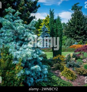 Farbenfrohe Koniferen wachsen in „Foggy Bottom“ im Adrian Bloom's Garden in Bressingham Gardens, Norfolk, England, Großbritannien Stockfoto