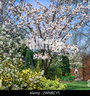 Gärtnerin mit der hübschen Blüte des Prunus Tai Haku Great White Cherry im Frühjahr, Leicestershire, England, Großbritannien Stockfoto