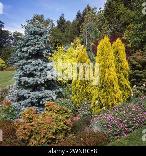 Farbenfrohe Koniferen wachsen in „Foggy Bottom“ im Adrian Bloom's Garden in Bressingham Gardens, Norfolk, England, Großbritannien Stockfoto