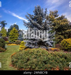 Farbenfrohe Koniferen wachsen in „Foggy Bottom“ im Adrian Bloom's Garden in Bressingham Gardens, Norfolk, England, Großbritannien Stockfoto