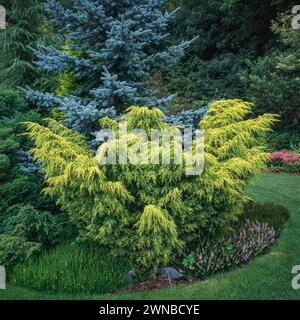 Juniperus horizontalis Wacholderkonifer „Carbery Gold“ wächst in „Foggy Bottom“ in Adrian Bloom's Garden at Bressingham Gardens, Norfolk, England, Großbritannien Stockfoto