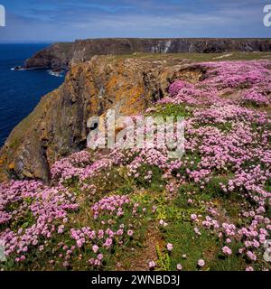 Pink Armeria maritima Seeblüten entlang Cornish Coastal Path, Cornwall, England, Großbritannien Stockfoto