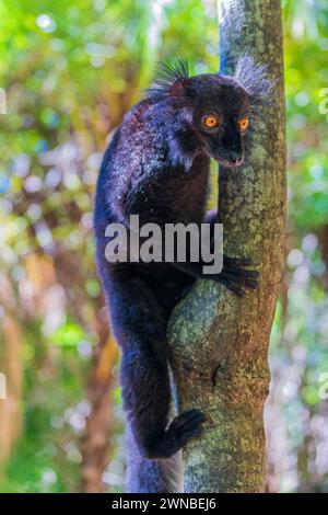 Der süße schwarze Eulemur Macaco sitzt auf einem Baum und hält sich mit seinen Pfoten am Stamm fest. Stockfoto