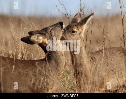 Junge Reh-Hirsch-Doe's (Capreolus capreolus) im Cotswold Hills Grassland Großbritannien Stockfoto