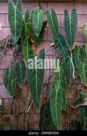 Lange grüne Blätter von schwarz-goldenem Philodendron auf rotem Backsteinmauergrund Stockfoto