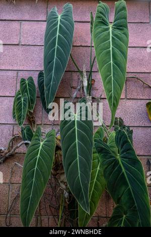 Lange grüne Blätter von schwarz-goldenem Philodendron auf rotem Backsteinmauergrund Stockfoto