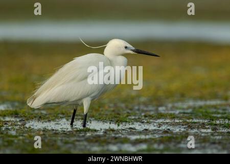 Kleine Reiher (Egretta garzetta), die inmitten der Vegetation auf der Jagd im Donaudelta-Komplex von Lagunen stehen Stockfoto