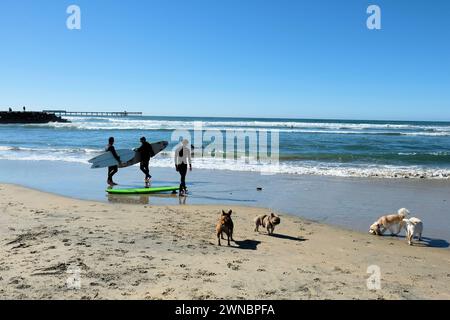 Der ursprüngliche Dog Beach in San Diego, Kalifornien, ist national berühmt und einer der ersten offiziellen Leinen-freien Strände in den Vereinigten Staaten; Surfer. Stockfoto