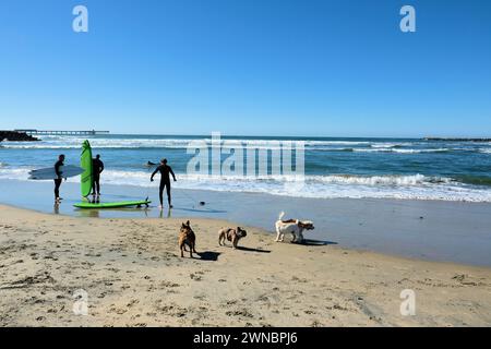 Der ursprüngliche Dog Beach in San Diego, Kalifornien, ist national berühmt und einer der ersten offiziellen Leinen-freien Strände in den Vereinigten Staaten; Surfer. Stockfoto