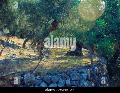 CULTIVO DE OLIVOS EN TERRAZAS - FOTO AÑOS 90. Lage: AUSSEN. ISLA. MALLORCA. SPANIEN. Stockfoto