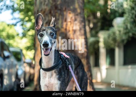 Porträt eines schwarz-weißen spanischen windhunds, der draußen in die Kamera schaut und einen Kragen trägt. Stockfoto