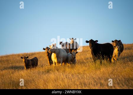 Schöne Rinder in Australien, die Gras fressen, auf der Weide weiden. Rinderherde aus Freilandhaltung, die in einem landwirtschaftlichen Betrieb regenerativ gezüchtet wird. Susta Stockfoto