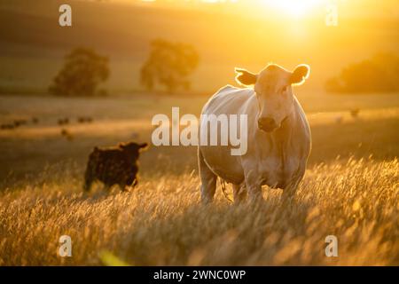 Schöne Rinder in Australien, die Gras fressen, auf der Weide weiden. Rinderherde aus Freilandhaltung, die in einem landwirtschaftlichen Betrieb regenerativ gezüchtet wird. Susta Stockfoto