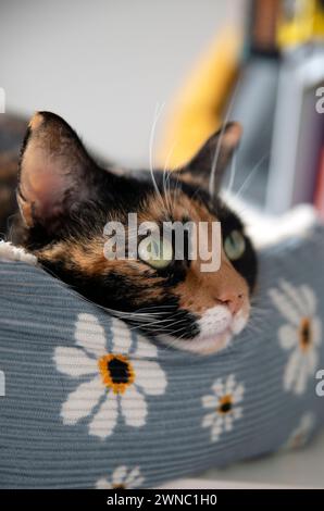 Niedliche Katze, die aus nächster Nähe zu sehen ist, orange, schwarz, weiß, große Augen Stockfoto