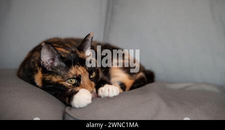 Die Katze hat sich auf einem Sofa für ein Nickerchen zusammengerollt Stockfoto
