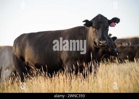 Schöne Rinder in Australien, die Gras fressen, auf der Weide weiden. Rinderherde aus Freilandhaltung, die in einem landwirtschaftlichen Betrieb regenerativ gezüchtet wird. Susta Stockfoto