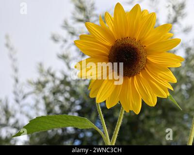 Gelbe Sonnenblume mit dunklem Zentrum und großem grünen Blatt, das nach links zeigt, in einem Garten Stockfoto