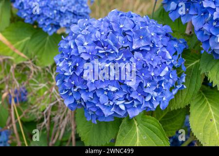 Blaue Hortensie Makrophylla-Blumenkopf-Nahaufnahme. Hortensia blühende Pflanze. Corymb-Infloreszenz. Stockfoto