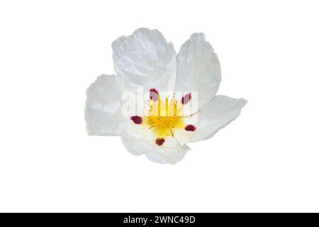 Labdanum oder Cistus ladanifer oder Kaugummi-Steinrose oder gewöhnlicher Kaugummi-Cistus oder braunäugige Steinrosenblüte mit fünf zerknitterten papierweißen Blüten mit kastanienbraunen Blüten Stockfoto