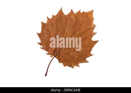 Herbstblatt mit gezacktem Rand isoliert auf weiß. Herbstsaison trockenes braunes Laub. Stockfoto