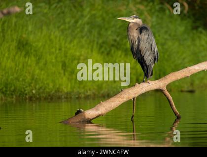 Great Blue Heron (Ardea herodias) auf dem Willamette River, Fluss Willamette Greenway, Oregon Stockfoto